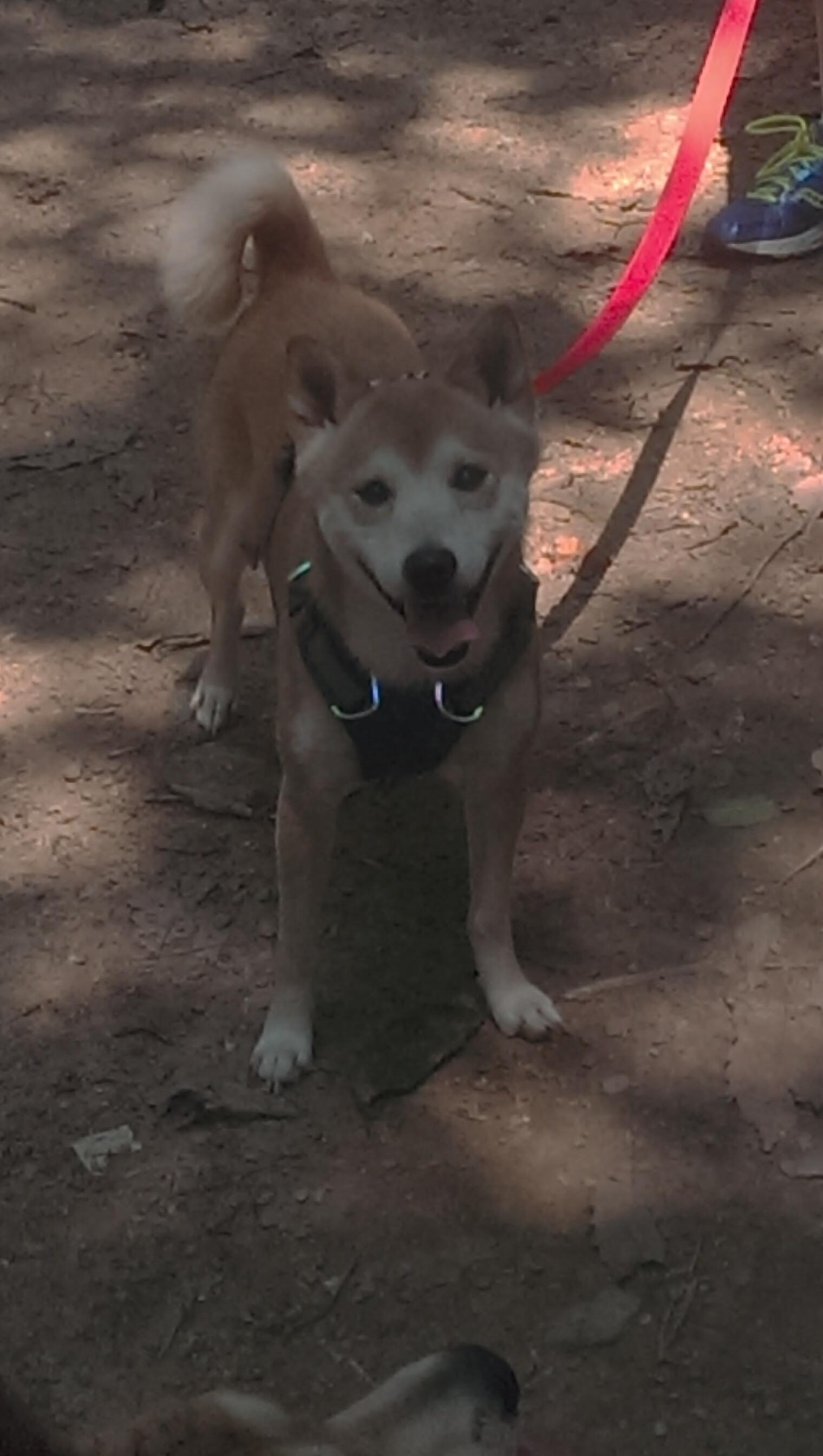 全国青少年“梦想跑”公益篮球赛在杭州激烈开展，倡导青春活力