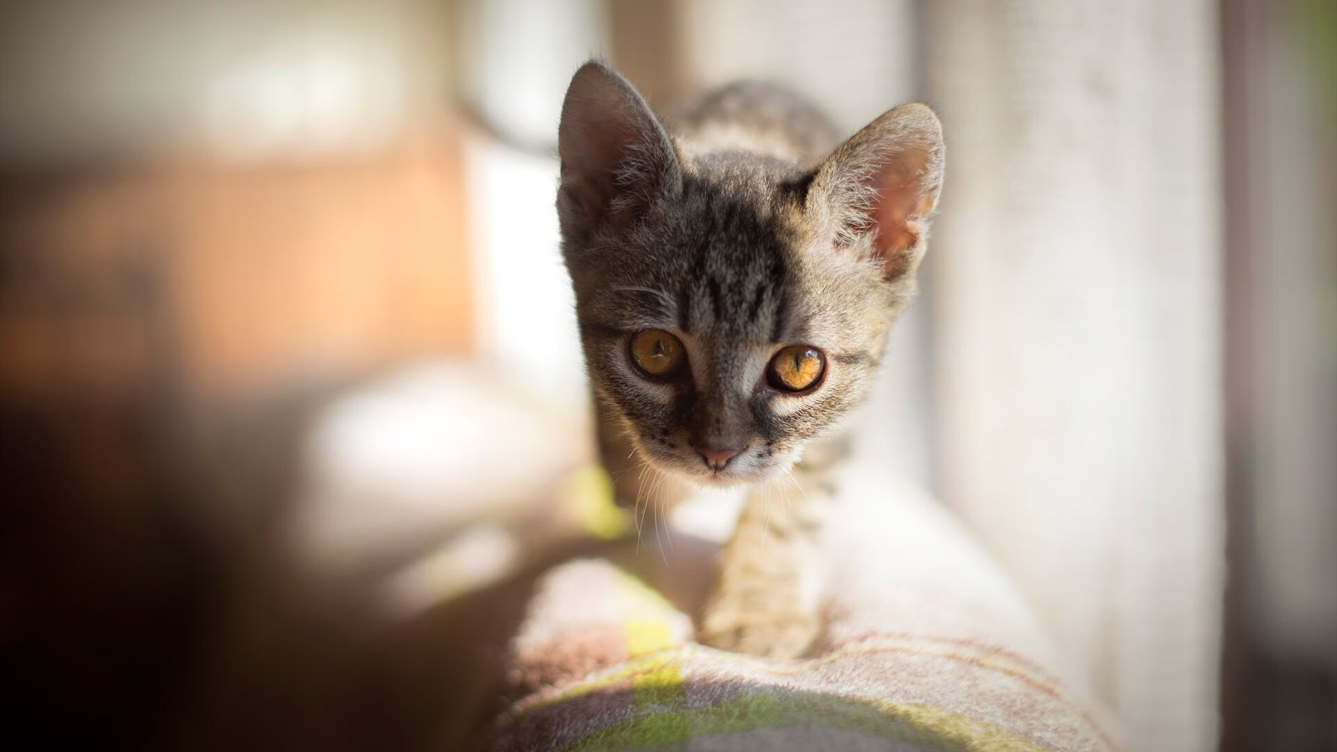 中国男足在巴黎奥运会上展示了高水平的比赛状态,中国男足在奥运会进过球吗